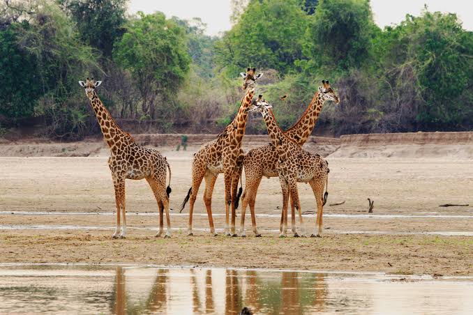 Nyika National Park